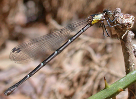 Aurora Damsel